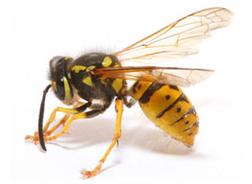 Pests We Treat