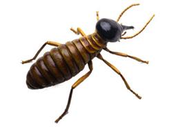 Pests We Treat