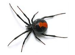 Pests We Treat