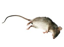 Pests We Treat