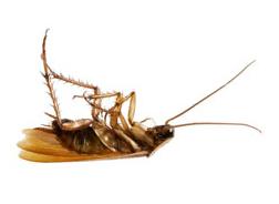 Pests We Treat
