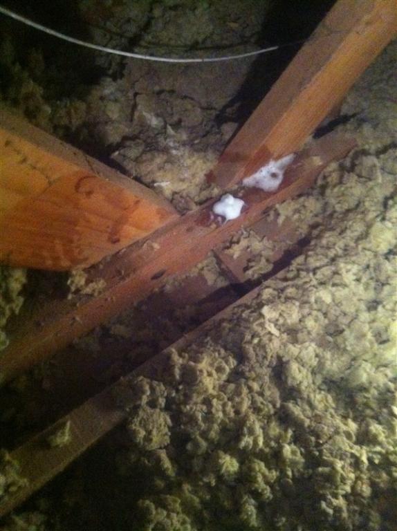 Termite Damage