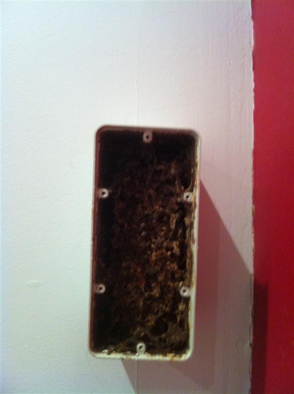 Termite Damage