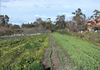 vegetable garden, bankstown, hampton primary school,