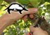 Aardvark Professional Tree Services
