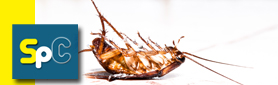 Safeway Pest Control - Your Ultimate Pest Control Specialists