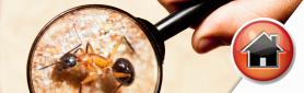 For All Your Property Pest Inspections & Reports