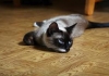 Eco Wood Floors