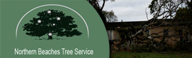 Northern Beaches Tree Service - Tree Feller & Arborist Services