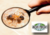 Eco-Tech Pest Management