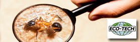 Professional & Reliable Pest Inspection and Control Specialists