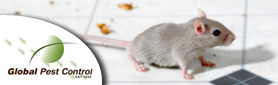 Experts in Pest Management
