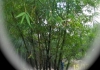 Western Bamboo