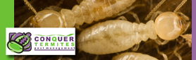 Comprehensive Termite Control & Treatment Service