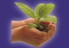 GARDEN CARE
