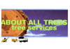About  All Trees Tree Service