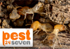 Pest 24 Seven