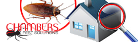 Chambers Pest Solutions - Pest Inspections