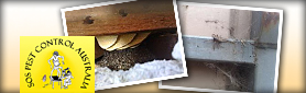 Are Pests Invading Your Home?