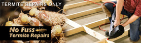 The Experts in Termite Damage Repairs!