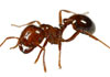 Pest Inspections & Control services