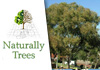 Tree Care - Naturally Trees