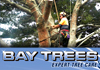Bay Tree Services