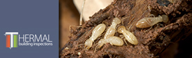 Pest & Building Inspection Services