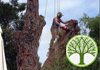 Absolute Tree Services