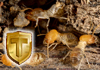 Tactic Pest Control