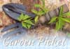 Garden Picket