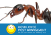 Environmentally Friendly Pest Control
