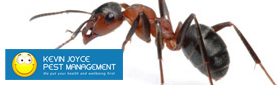 Environmentally Friendly Pest Control