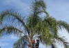 Tim's Tree Service
