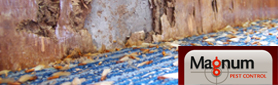 Magnum Pest Control - Termite & Pest Inspections