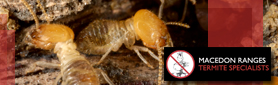 Macedon Ranges Termite Specialists - Pest Inspections