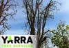 Yarra Tree Services