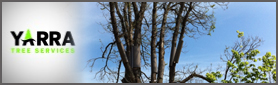 Yarra Tree Services