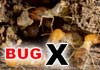 Bug X Terminator