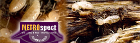Metrospect Building & Pest Inspections - Pest Inspections