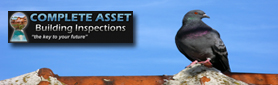 Needing A Thorough Pest Inspection Done Before Purchase?
