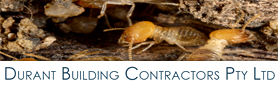 Professional & Thorough Pest Inspections