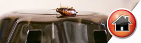 Licensed & Professional Pest Control To Protect Your Home!