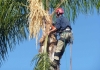 Lawson's Tree and Garden Solutions