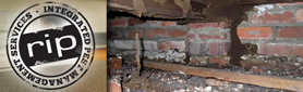 Professional Pest Inspection Services 