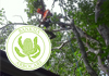 Banksia Arborcare