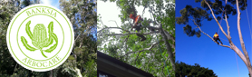 BANKSIA ARBORCARE - Professional Tree Servcies