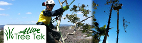 Tree Felling