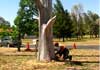Lachlan Valley Tree Services