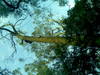 Bayside Tree Service